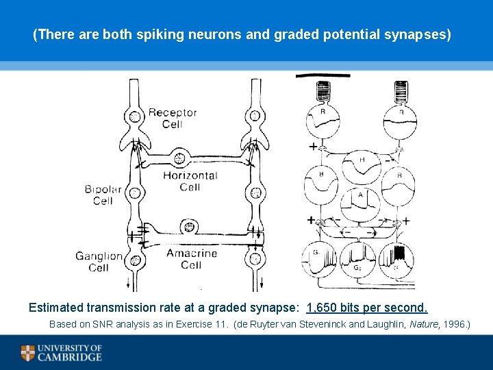 (There are both spiking neurons and graded potential synapses) Estimated transmission rate at a