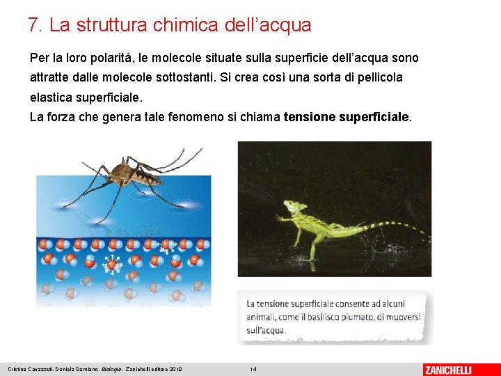 7. La struttura chimica dell’acqua Per la loro polarità, le molecole situate sulla superficie 7. La struttura chimica dell’acqua Per la loro polarità, le molecole situate sulla superficie