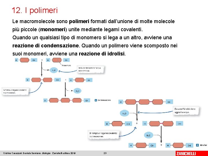 12. I polimeri Le macromolecole sono polimeri formati dall’unione di molte molecole più piccole