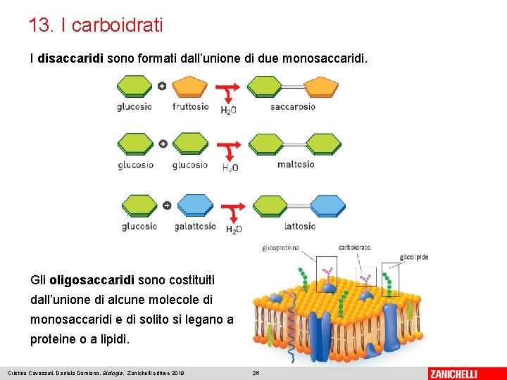 13. I carboidrati I disaccaridi sono formati dall’unione di due monosaccaridi. Gli oligosaccaridi sono