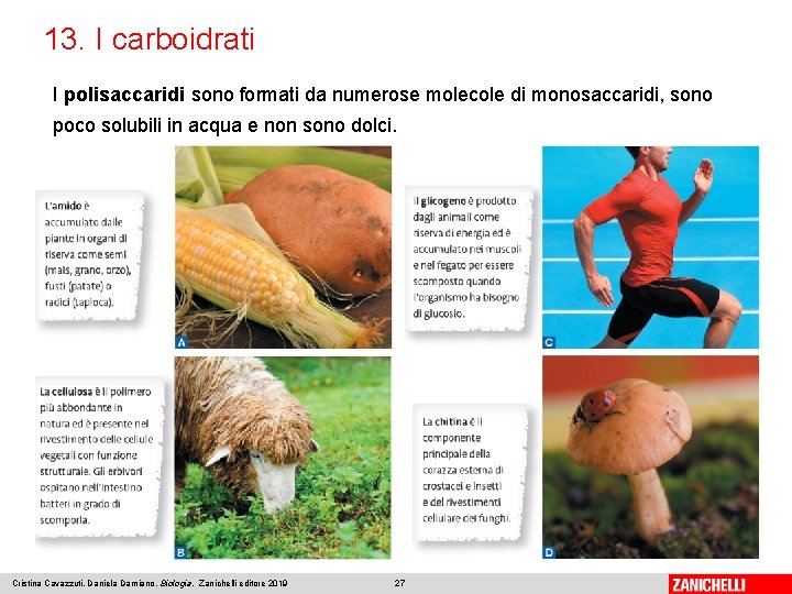 13. I carboidrati I polisaccaridi sono formati da numerose molecole di monosaccaridi, sono poco 13. I carboidrati I polisaccaridi sono formati da numerose molecole di monosaccaridi, sono poco