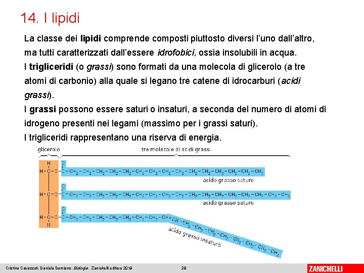 14. I lipidi La classe dei lipidi comprende composti piuttosto diversi l’uno dall’altro, ma