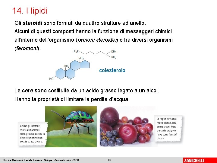 14. I lipidi Gli steroidi sono formati da quattro strutture ad anello. Alcuni di