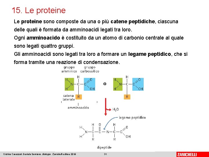 15. Le proteine sono composte da una o più catene peptidiche, ciascuna delle quali 15. Le proteine sono composte da una o più catene peptidiche, ciascuna delle quali