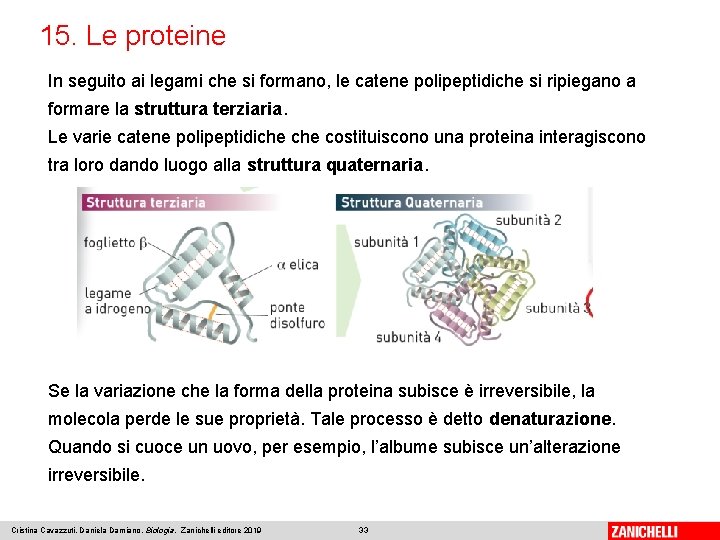 15. Le proteine In seguito ai legami che si formano, le catene polipeptidiche si