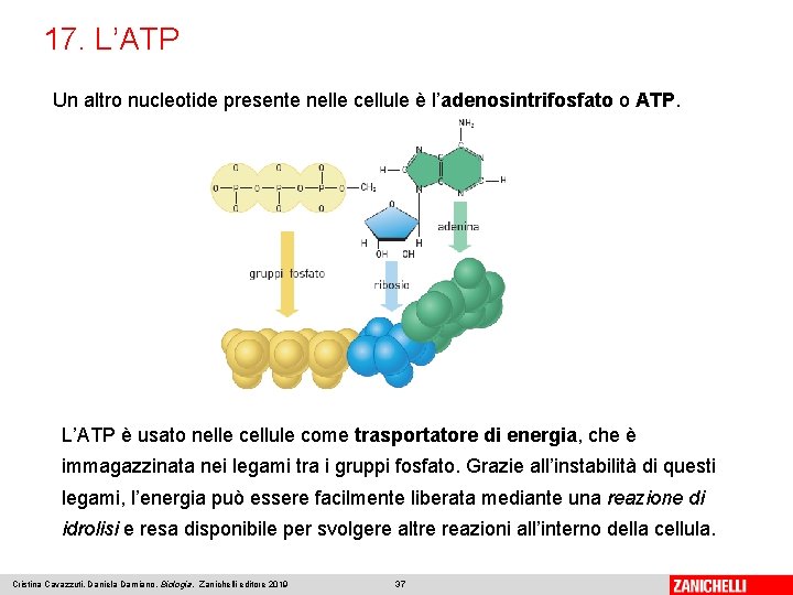 17. L’ATP Un altro nucleotide presente nelle cellule è l’adenosintrifosfato o ATP. L’ATP è