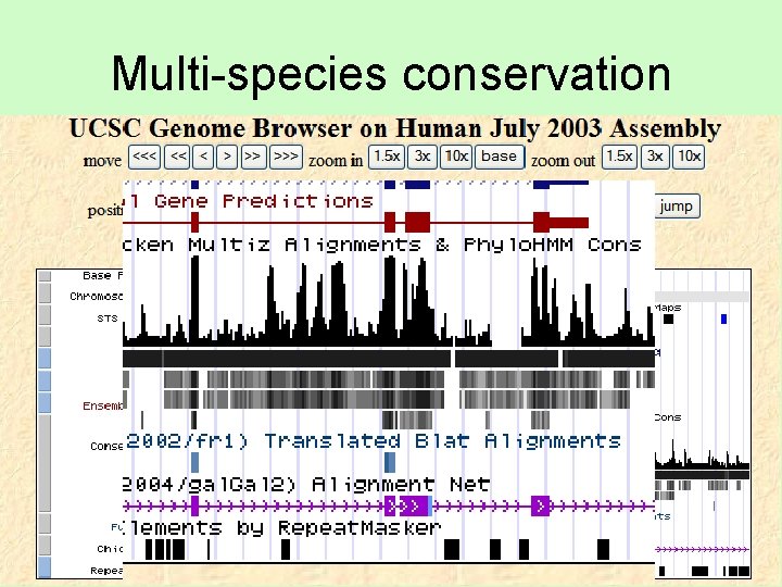 Multi-species conservation 