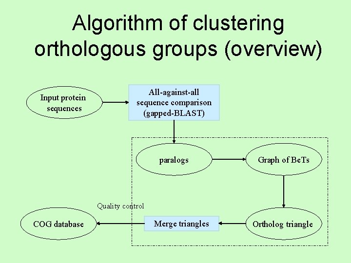 Algorithm of clustering orthologous groups (overview) Input protein sequences All-against-all sequence comparison (gapped-BLAST) paralogs