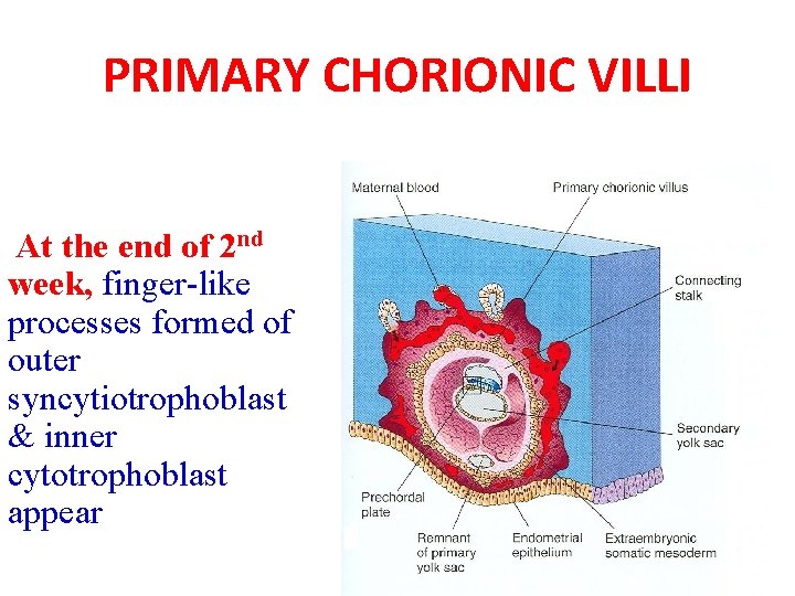 PRIMARY CHORIONIC VILLI At the end of 2 nd week, finger-like processes formed of