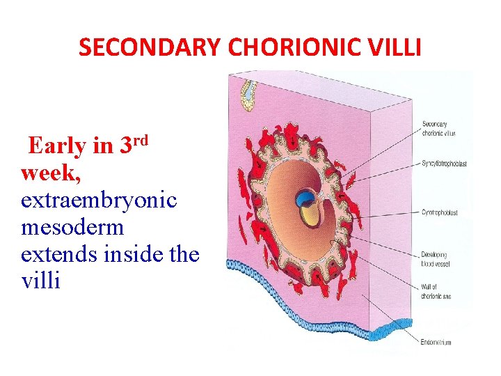 SECONDARY CHORIONIC VILLI Early in 3 rd week, extraembryonic mesoderm extends inside the villi