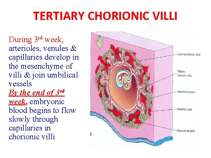 TERTIARY CHORIONIC VILLI During 3 rd week, arterioles, venules & capillaries develop in the