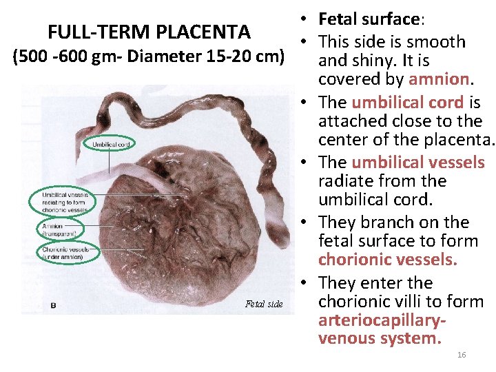  • Fetal surface: FULL-TERM PLACENTA • This side is smooth (500 -600 gm-