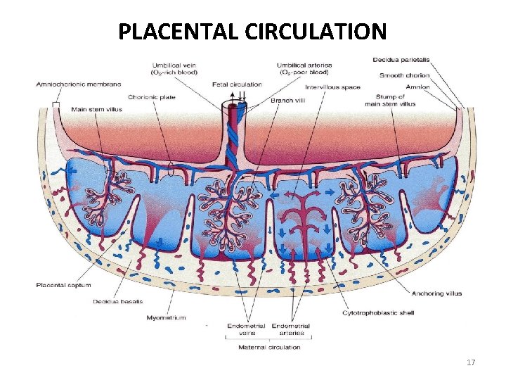 PLACENTAL CIRCULATION 17 