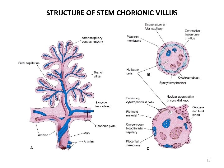 STRUCTURE OF STEM CHORIONIC VILLUS 18 
