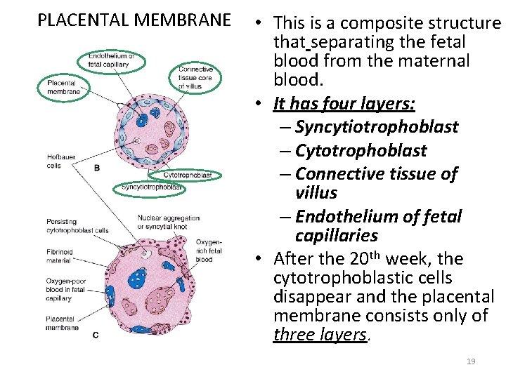 PLACENTAL MEMBRANE • This is a composite structure that separating the fetal blood from