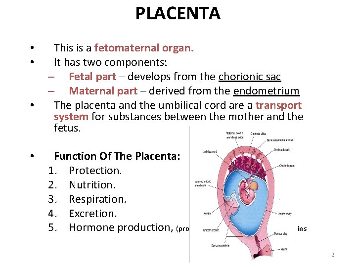 PLACENTA • • This is a fetomaternal organ. It has two components: – Fetal