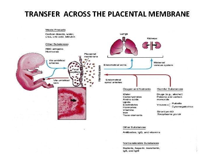 TRANSFER ACROSS THE PLACENTAL MEMBRANE 21 