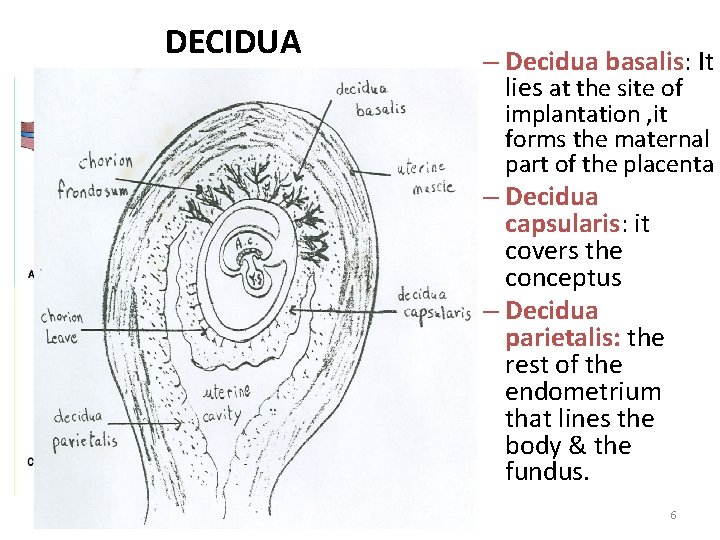 DECIDUA – Decidua basalis: It lies at the site of implantation , it forms