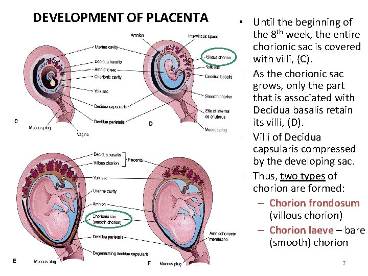 DEVELOPMENT OF PLACENTA • Until the beginning of the 8 th week, the entire