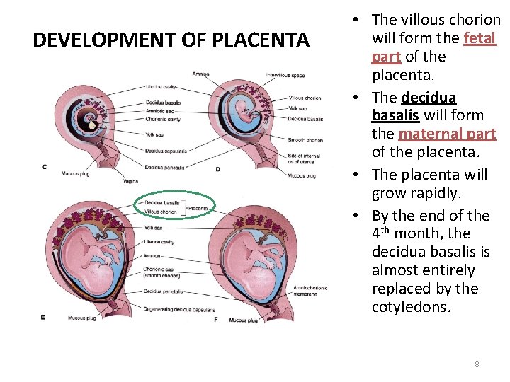 DEVELOPMENT OF PLACENTA • The villous chorion will form the fetal part of the