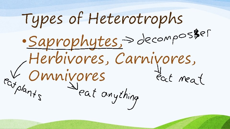 Types of Heterotrophs • Saprophytes, Herbivores, Carnivores, Omnivores 