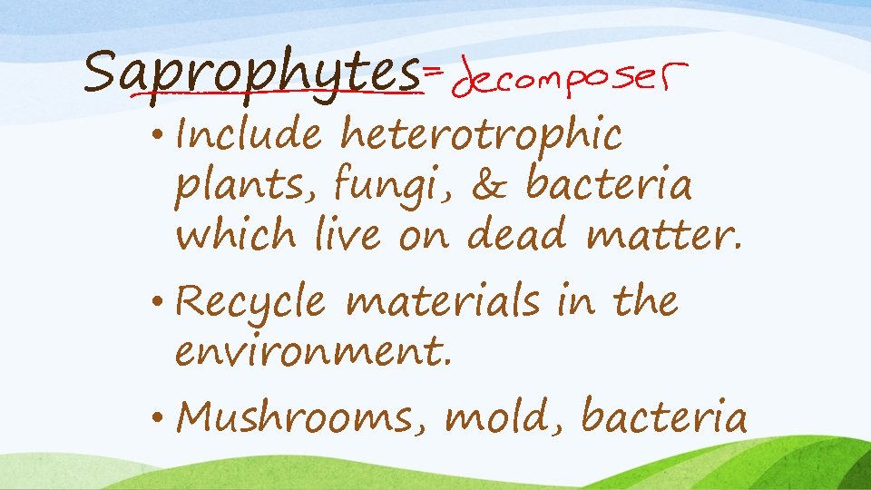 Saprophytes • Include heterotrophic plants, fungi, & bacteria which live on dead matter. •