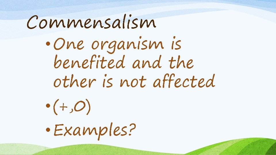 Commensalism • One organism is benefited and the other is not affected • (+,