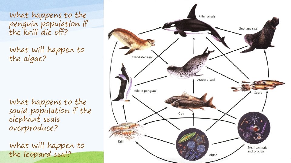 What happens to the penguin population if the krill die off? What will happen