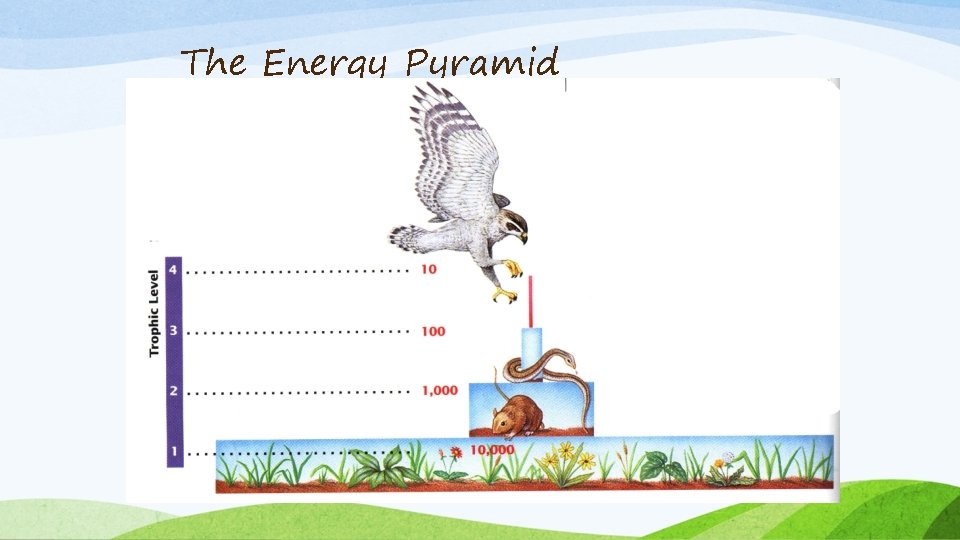 The Energy Pyramid 