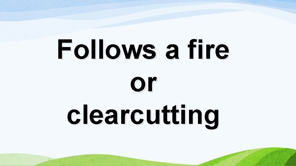 Follows a fire or clearcutting 