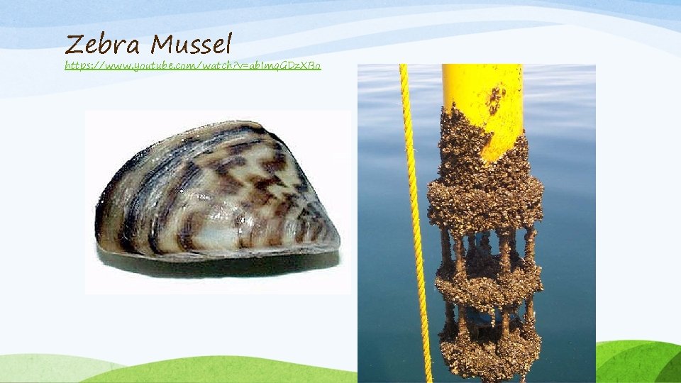 Zebra Mussel https: //www. youtube. com/watch? v=ab. Imq. GDz. XBo 