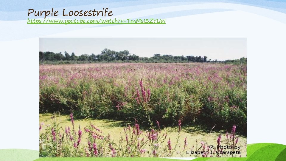 Purple Loosestrife https: //www. youtube. com/watch? v=Tm. Ms. I 3 ZYUq. I 