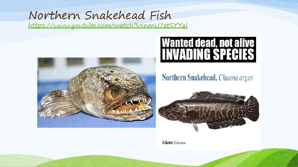 Northern Snakehead Fish https: //www. youtube. com/watch? v=nm. U 7 et. SYYq. I 