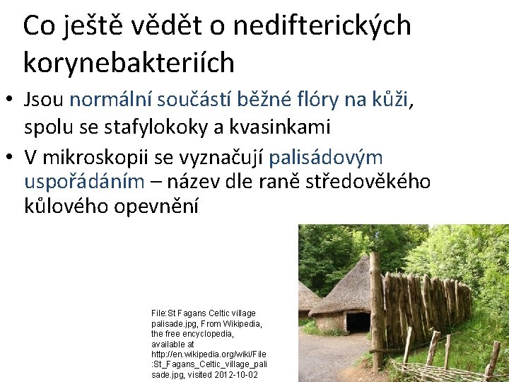 Co ještě vědět o nedifterických korynebakteriích • Jsou normální součástí běžné flóry na kůži,