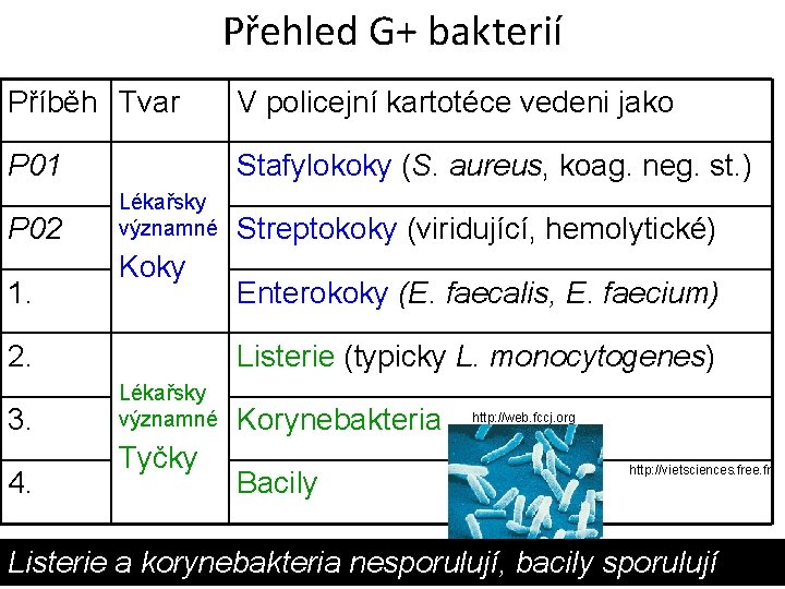 Přehled G+ bakterií Příběh Tvar V policejní kartotéce vedeni jako P 01 Stafylokoky (S.