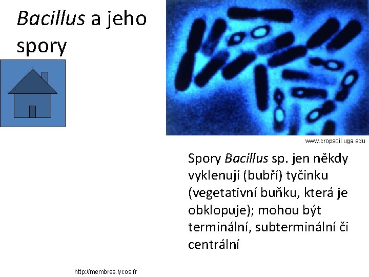 Bacillus a jeho spory www. cropsoil. uga. edu Spory Bacillus sp. jen někdy vyklenují