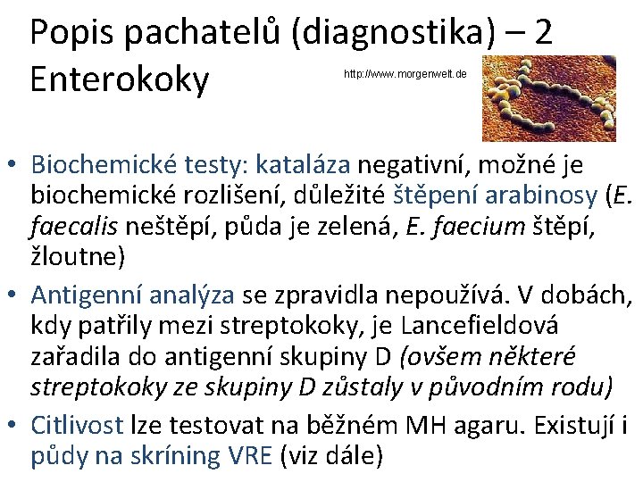 Popis pachatelů (diagnostika) – 2 Enterokoky http: //www. morgenwelt. de • Biochemické testy: kataláza