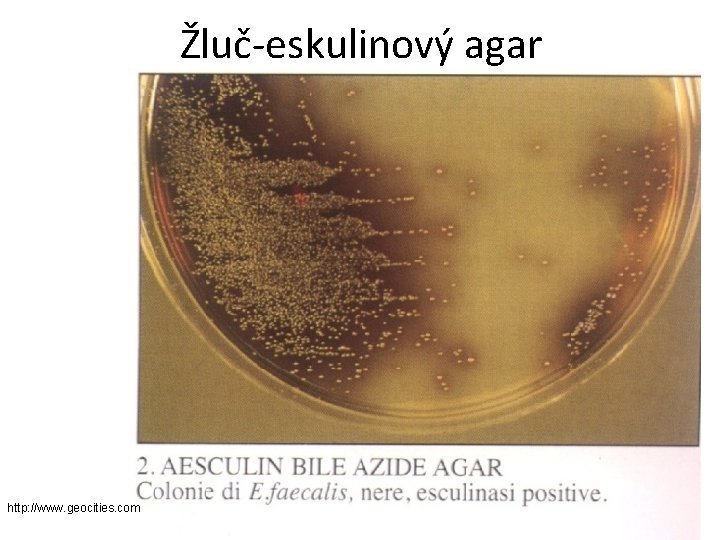 Žluč-eskulinový agar http: //www. geocities. com 