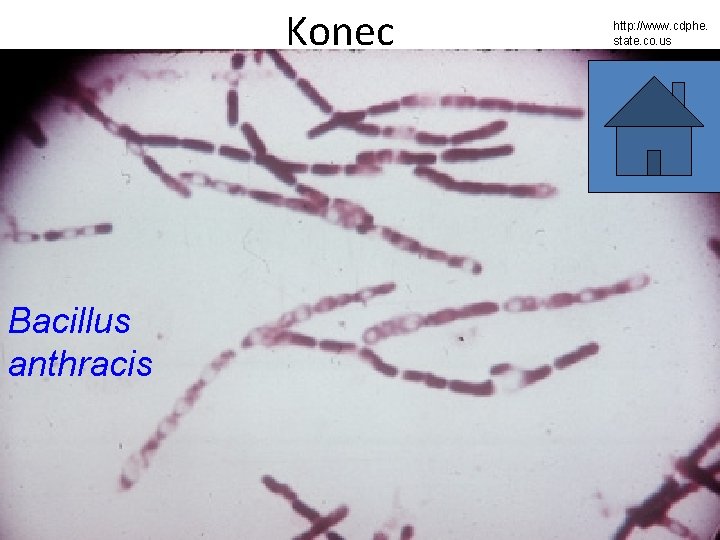 Konec Bacillus anthracis http: //www. cdphe. state. co. us 