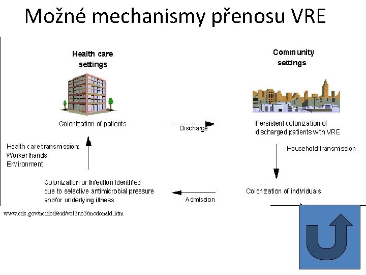 Možné mechanismy přenosu VRE www. cdc. gov/ncidod/eid/vol 3 no 3/mcdonald. htm 