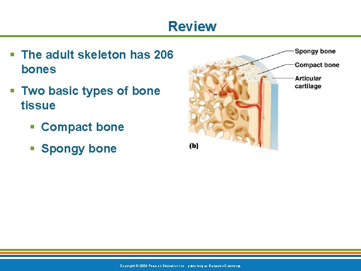 Review § The adult skeleton has 206 bones § Two basic types of bone
