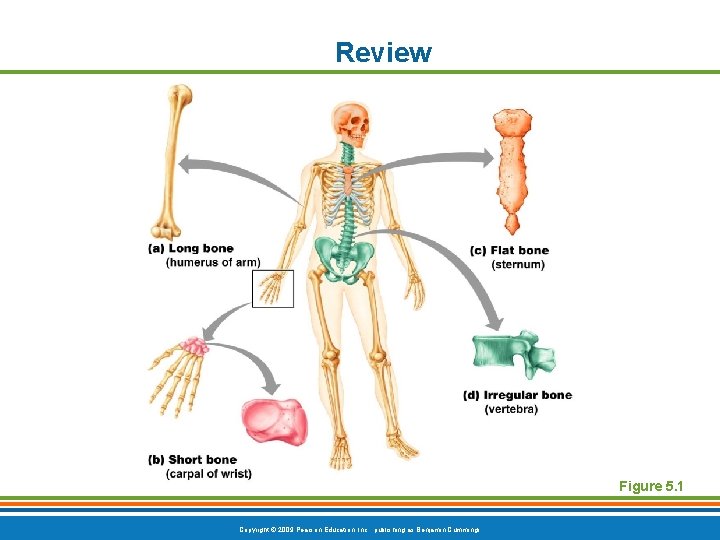 Review Figure 5. 1 Copyright © 2009 Pearson Education, Inc. , publishing as Benjamin