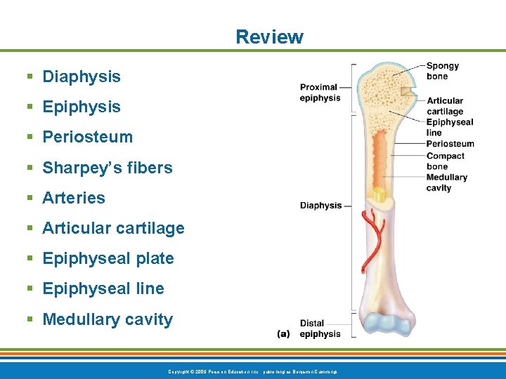 Review § Diaphysis § Epiphysis § Periosteum § Sharpey’s fibers § Arteries § Articular