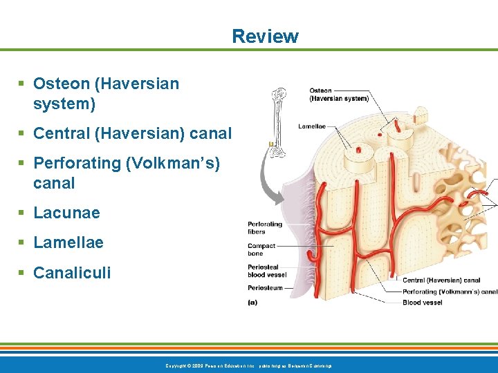 Review § Osteon (Haversian system) § Central (Haversian) canal § Perforating (Volkman’s) canal §