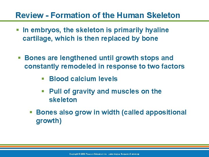 Review - Formation of the Human Skeleton § In embryos, the skeleton is primarily