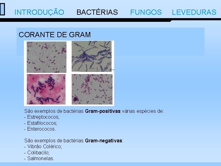  INTRODUÇÃO BACTÉRIAS FUNGOS LEVEDURAS CORANTE DE GRAM São exemplos de bactérias Gram-positivas várias