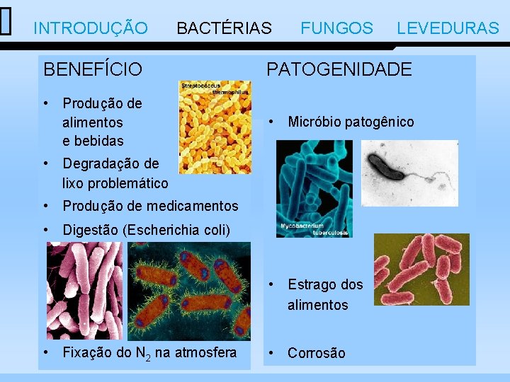  INTRODUÇÃO BACTÉRIAS FUNGOS LEVEDURAS BENEFÍCIO PATOGENIDADE • Produção de alimentos e bebidas •