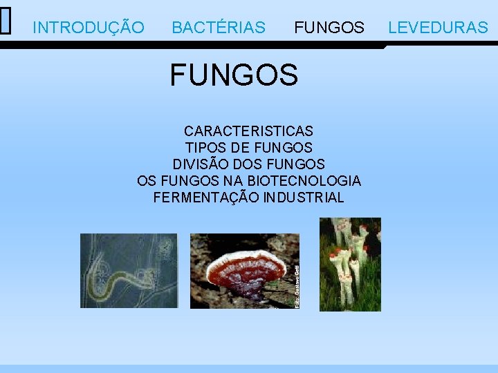  INTRODUÇÃO BACTÉRIAS FUNGOS LEVEDURAS FUNGOS CARACTERISTICAS TIPOS DE FUNGOS DIVISÃO DOS FUNGOS NA
