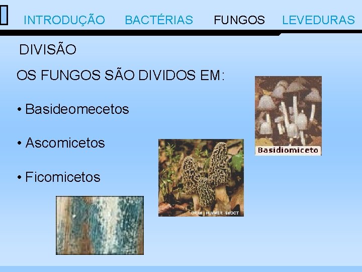  INTRODUÇÃO BACTÉRIAS FUNGOS LEVEDURAS DIVISÃO OS FUNGOS SÃO DIVIDOS EM: • Basideomecetos •