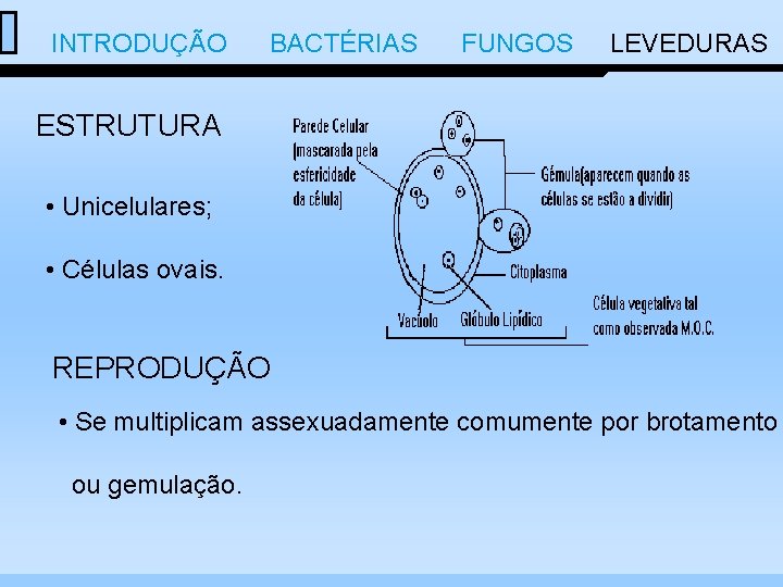  INTRODUÇÃO BACTÉRIAS FUNGOS LEVEDURAS ESTRUTURA • Unicelulares; • Células ovais. REPRODUÇÃO • Se